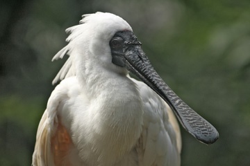 Spoonbill